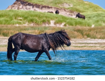 Wild Horse Of Sable Island Nova Scotia