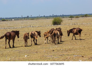 Wild Horse Sanctuary In Delft Island, Northern Province, Sri Lanka.