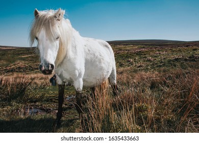 A Wild Horse In The Shropshire Hills 