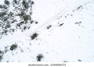 a wild horse in a snowy landscape, aerial view from a drone. Winter nature concept background - Powered by Shutterstock