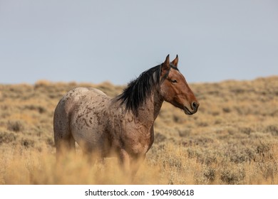 25,746 Wild horses desert Images, Stock Photos & Vectors | Shutterstock