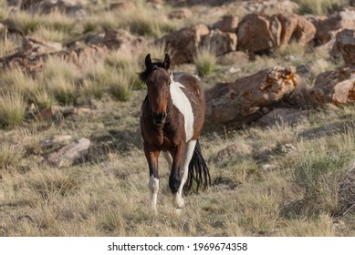 Wild Horse Stallion in the Utah Desert