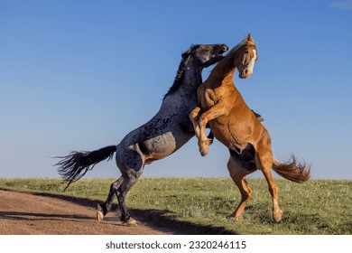 Wild Horse Stallions Fighting in the Pryor Mountains in Summer