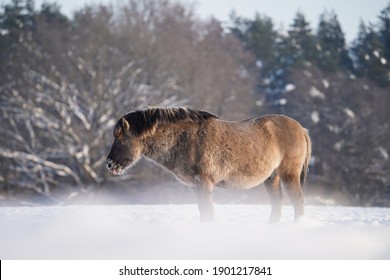 Wild horse standing on field in frosty day. Horse in winter landscape. Winter wildlife.