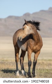 Wild Horse In The Utah Desert