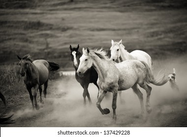 Wild Horses