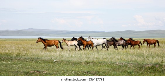 Wild Horses