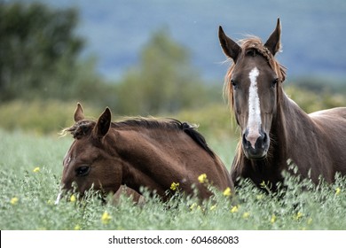 Wild Horses