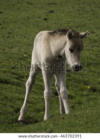 Similar – Foal II Environment