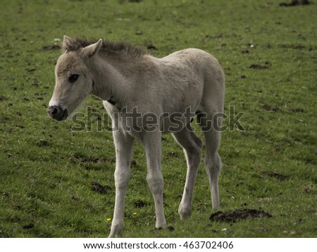 Similar – Foal II Environment