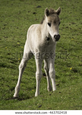 Similar – Foal II Environment