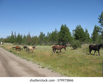 Wild horses along the famous Highway 20 to Bella Coola via the Heckman Pass enjoying the vast and endless landscape of the Chilcotin plateau 