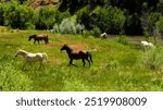 Wild horses along New Mexico