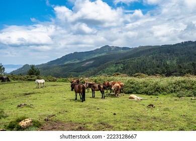 Wild horses along the road to San Andres de Teixido, A Coruna Province, Galicia, Spain. Ruta de la Miradores - Shutterstock ID 2223128667