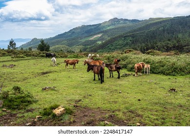 Wild horses along the road to San Andres de Teixido, A Coruna Province, Galicia, Spain. Ruta de la Miradores - Shutterstock ID 2248417147