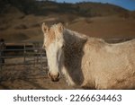 Wild horses- the American mustang. Adopted from the overcrowded BLM corrals, these mustangs will have a chance at rehabilitation and rehoming.