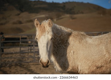 Wild horses- the American mustang. Adopted from the overcrowded BLM corrals, these mustangs will have a chance at rehabilitation and rehoming.