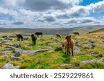 Wild Horses in the area surrounding Belstone Tor in Dartmoor National Park, Belstone Common, Devon, United Kingdom