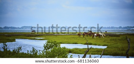 Wild horses of Assateague Island in Maryland