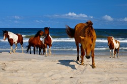 Wild Horses At Atlantic Seashore Beach