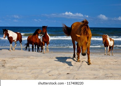 Wild Horses at Atlantic Seashore Beach