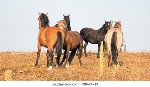 Horse Icon Stock Photos Images Photography Shutterstock