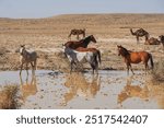 Wild horses and camels in Karakum desert near Yangykala Canyon in Turkmenistan