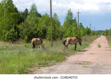 Wild Horses In Chernobyl Zone