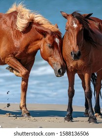 Wild Horses Of Corolla North Carolina