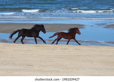 Wild Horses Of Corolla, Outer Banks