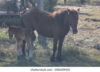 Wild Horses Of Corolla, Outer Banks