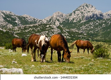 Wild Horses In Croatia, Velebit