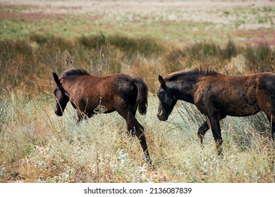 Wild Horses In The Danube Delta (Equus Caballus)