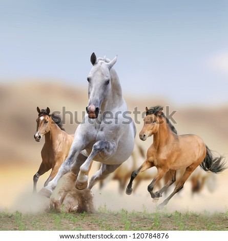 wild horses in desert