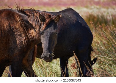 Wild Horses In Dobrogea (Equus Caballus)