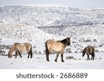 wild horses enduring winter in the bighorn canyon, wyoming. 400mm, focus on center horse.