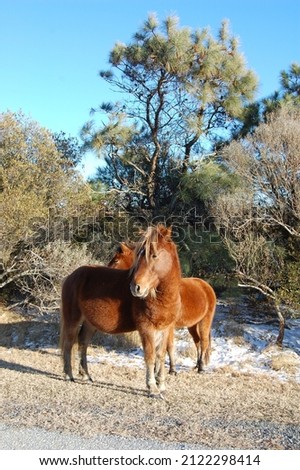 Wild horses enjoying a beautiful winter's day on Assateague Island, Worcester County, Maryland