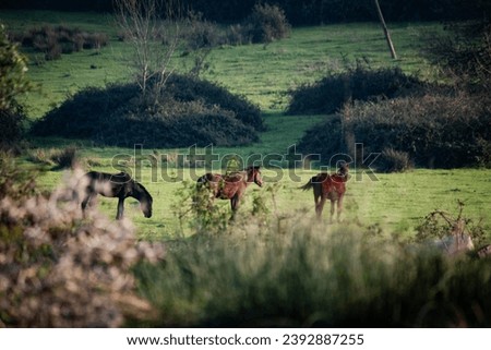 Wild horses. Horses are feeding in the grass. Rural landscape. Animal in nature idea concept. Peaceful environment, moment. Horizontal photo. No people, nobody. Selective focus. 