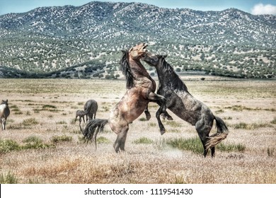Wild horses fight for food, water and status as the lead stallion of the harem.