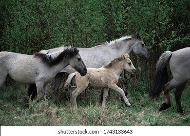 Wild Horses With Foal In Forest