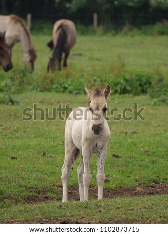 Similar – Foal II Environment