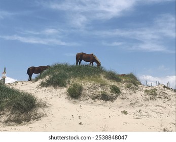 Wild Horses Grazing on Sand Dunes in the Outer Banks - Powered by Shutterstock