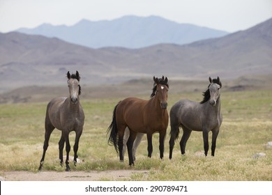 Wild Horses Of The Great Basin Desert In Utah USA