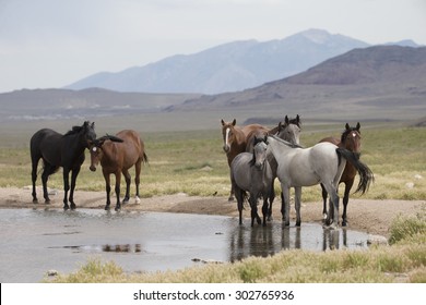 Wild Horses Of The Great Basin Desert In Utah USA