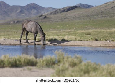 Wild Horses Of The Great Basin Desert In Utah USA