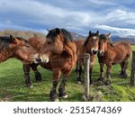 Wild horses in a herd, found in nature, in a meadow on the Camino de Santiago. Rural landscape with four horses.