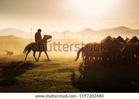 Similar – Image, Stock Photo The herd of horses follows the young rider to the pasture