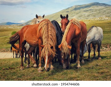 Wild Horses In Livno In Bosnia And Hercegovina. Great Animals In Nature.