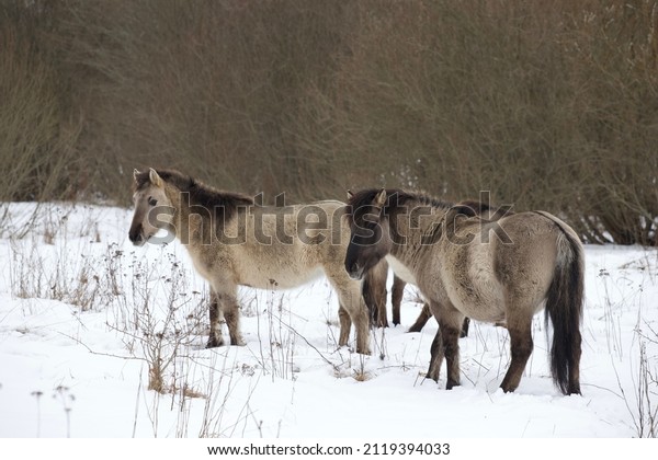 wild horses look for food in winter.\
Tarpans in the meadow. tarpan horses. beautiful wild horses. herd\
of horses in the snow eat dry grass in\
winter