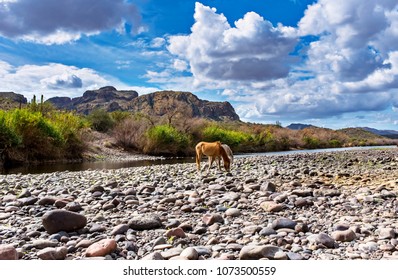 Wild Horses At Lower Salt River 